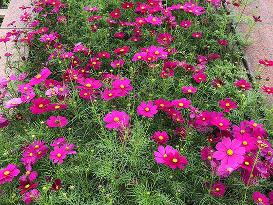 白银花卉租赁|设计宾馆植物摆设